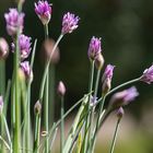 Schnittlauch in voller Blüte