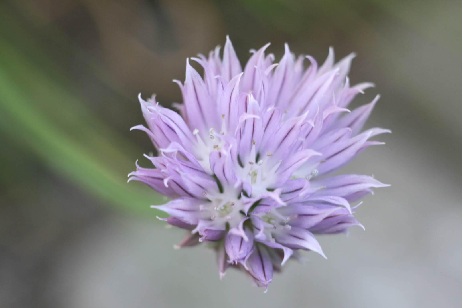 Schnittlauch in voller Blüte