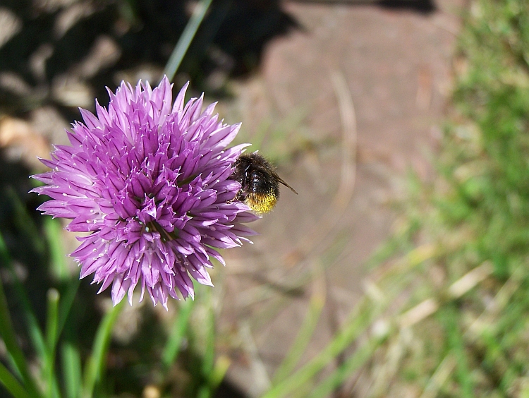 Schnittlauch mit Hummel