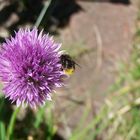 Schnittlauch mit Hummel