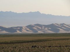 Schnittlauch vor Düne