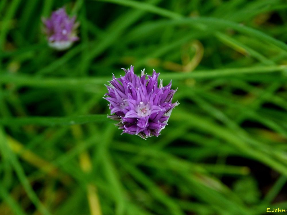 Schnittlauchblüte