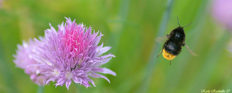 Schnittlauchblüte