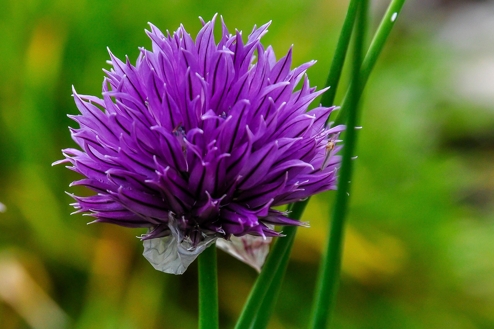 schnittlauchblüte