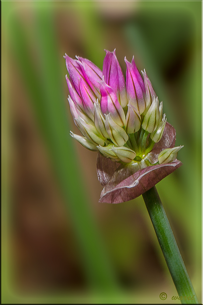 Schnittlauchblüte