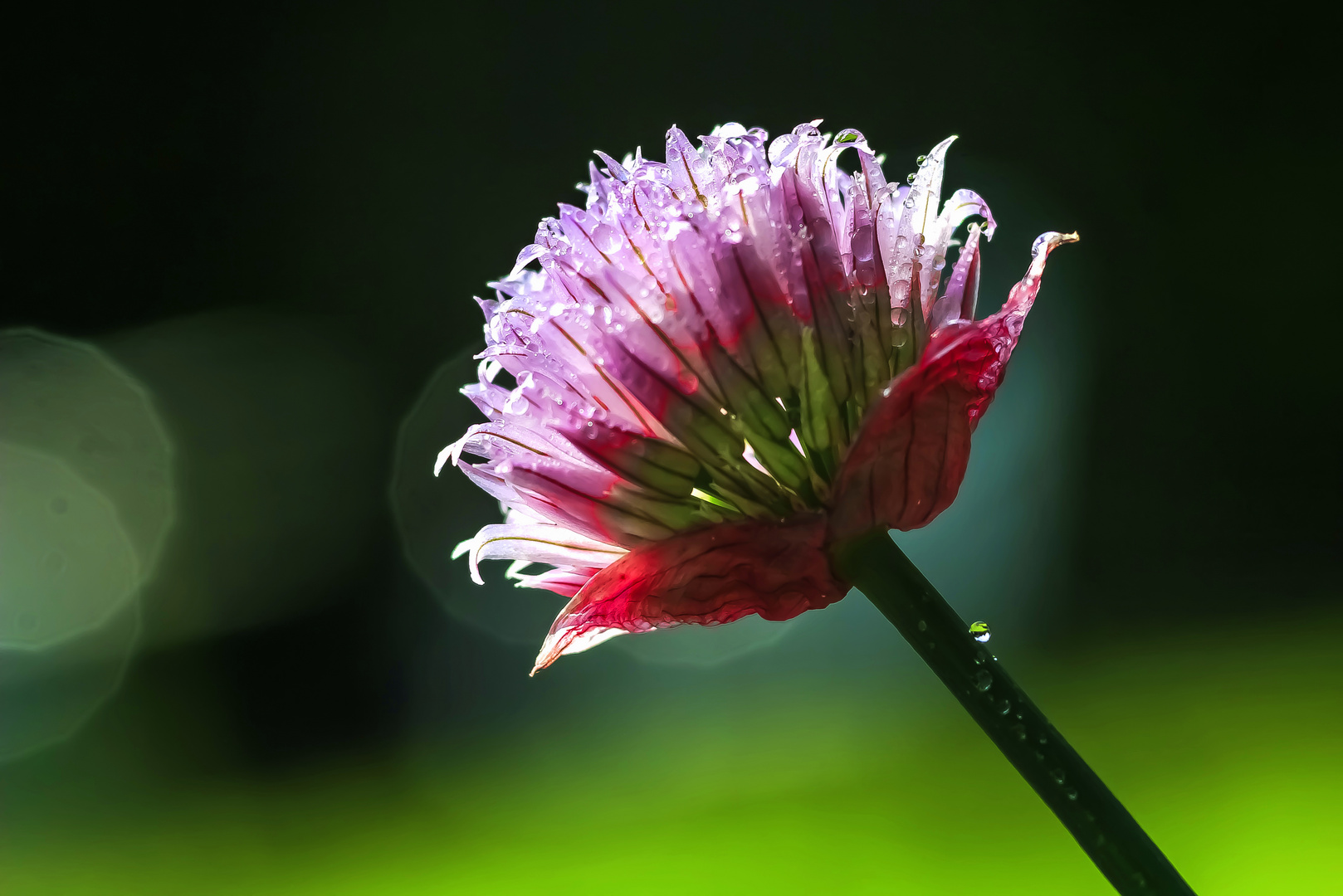 Schnittlauchblüte