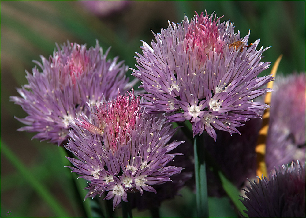 Schnittlauchblüte