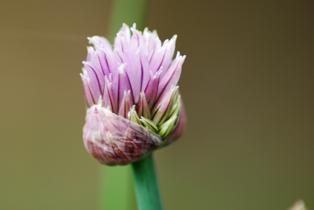 Schnittlauchblüte 