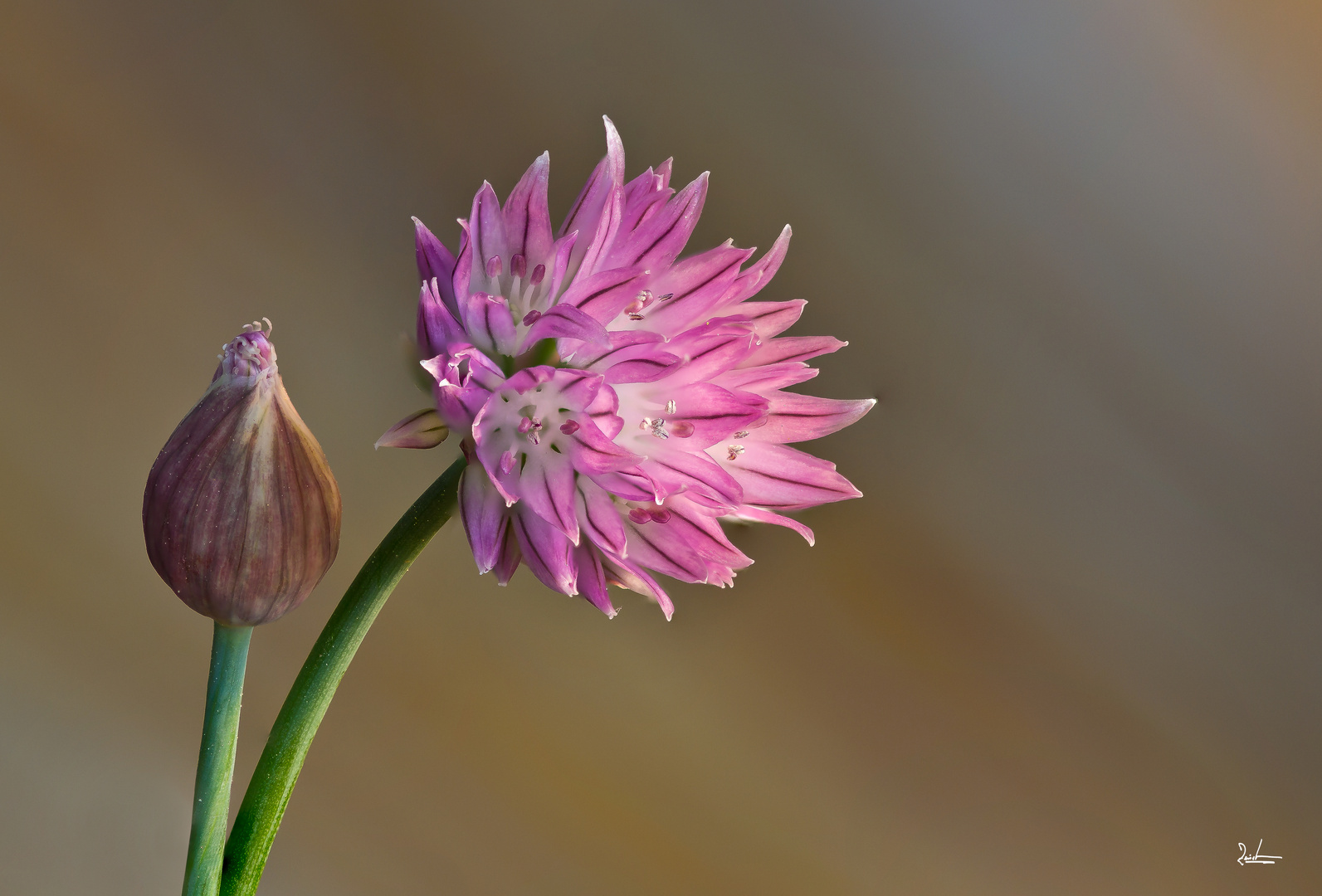 Schnittlauchblüte