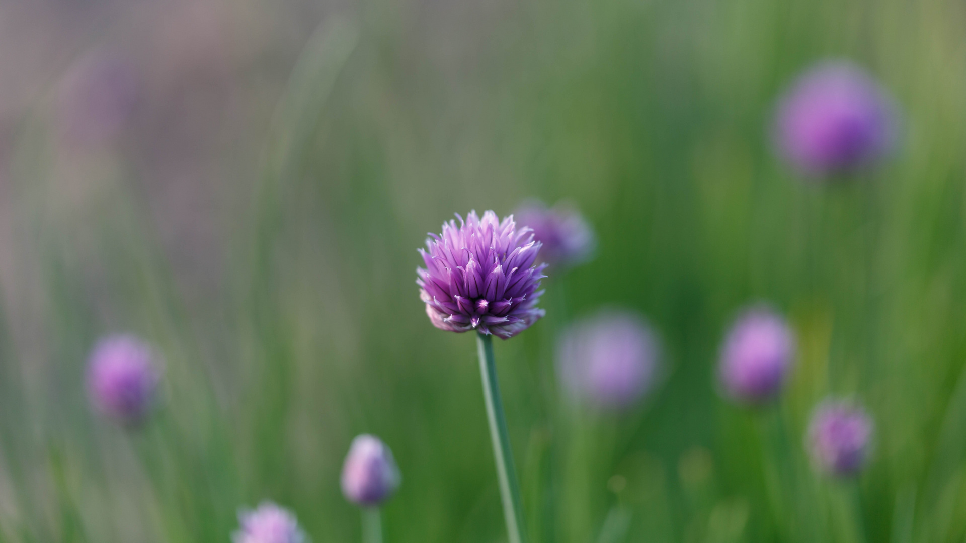 Schnittlauchblüte