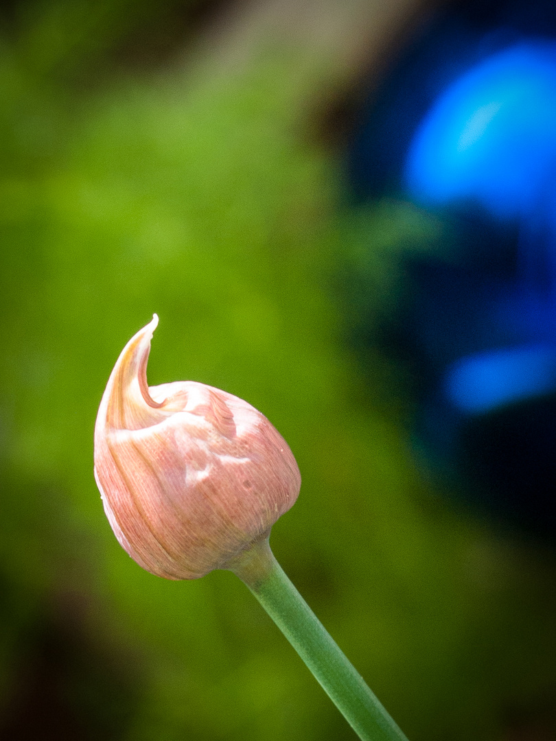 Schnittlauchblüte