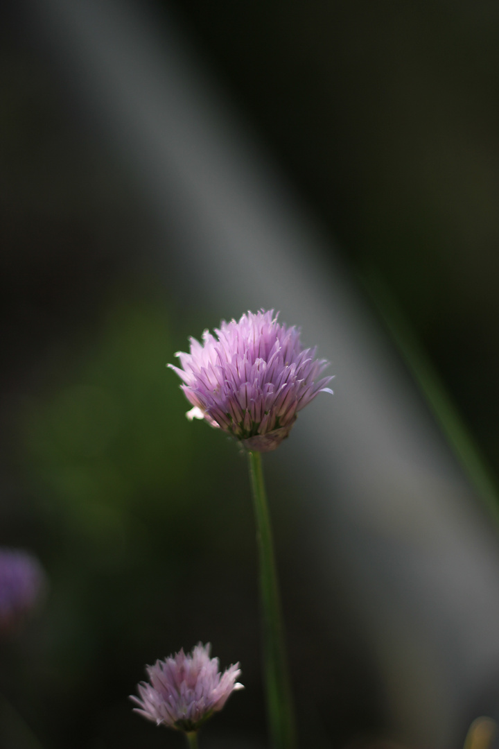 Schnittlauchblüte