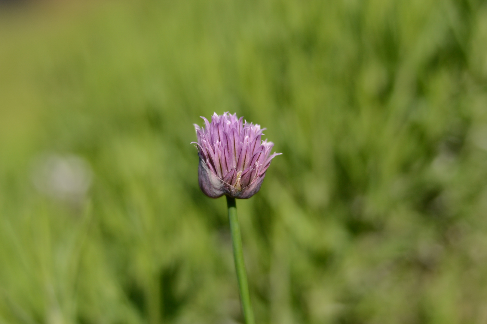 Schnittlauchblüte auf Grün