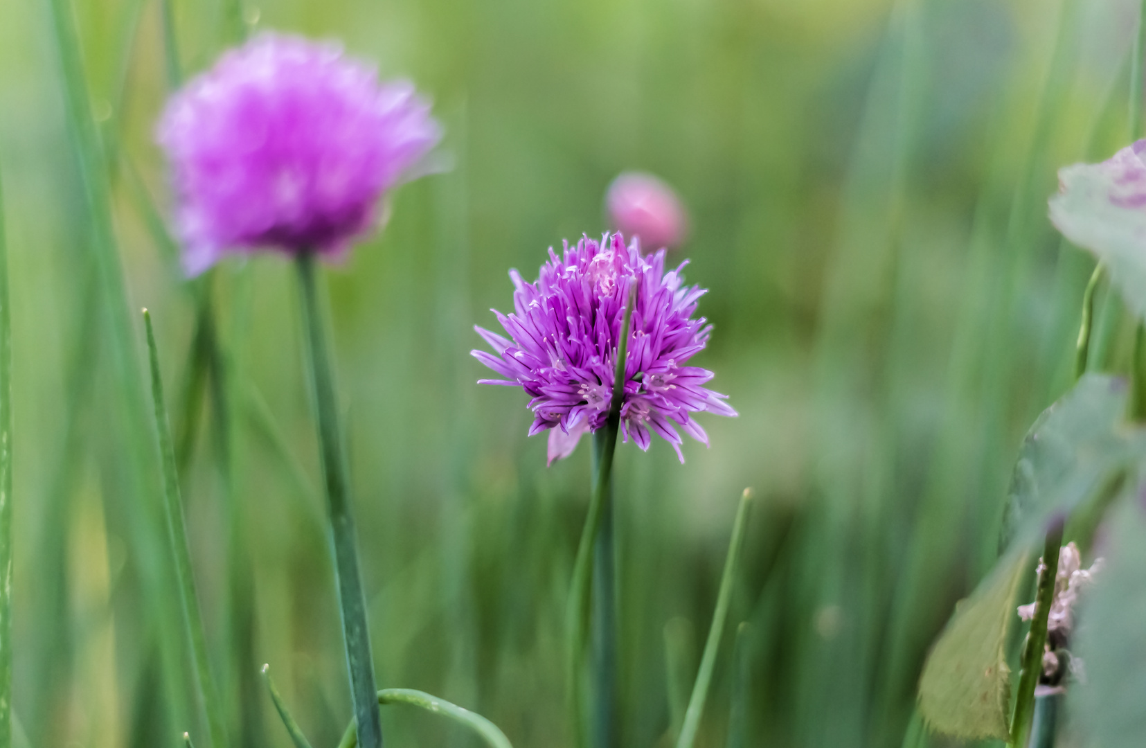 Schnittlauchblüte