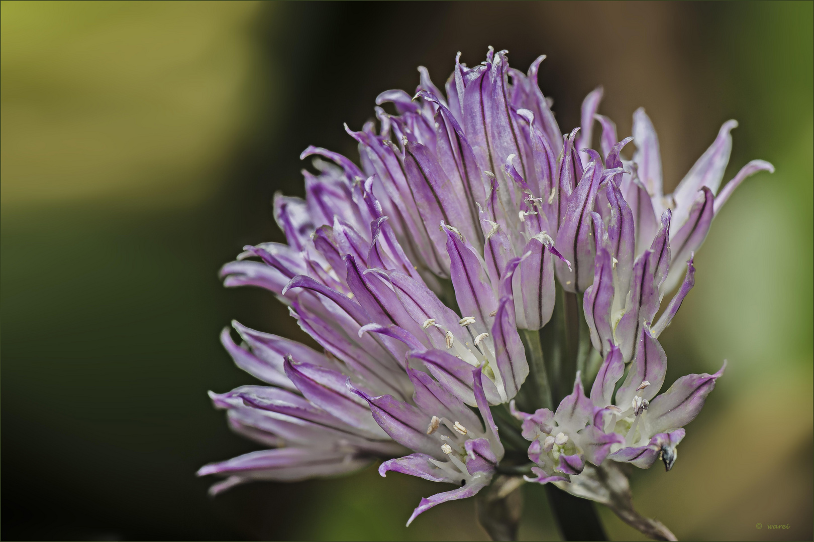 Schnittlauchblüte