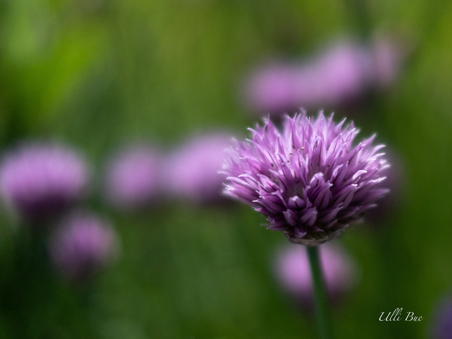 Schnittlauchblüte