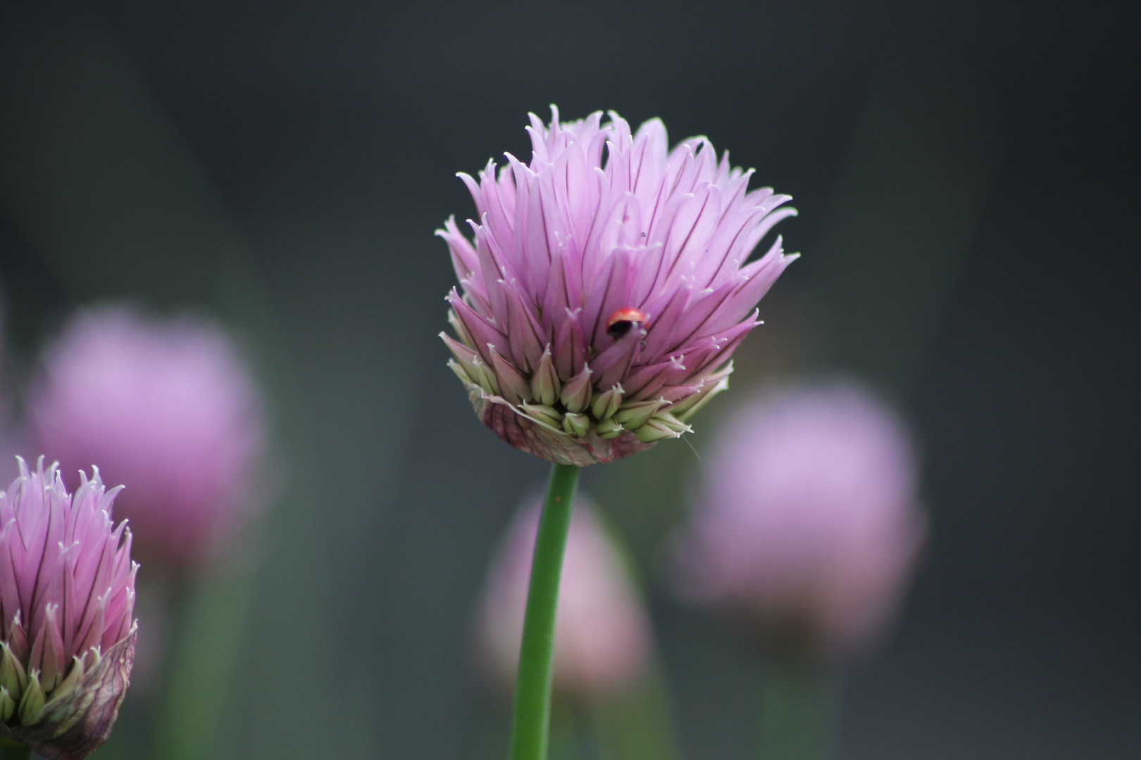 Schnittlauchblüte