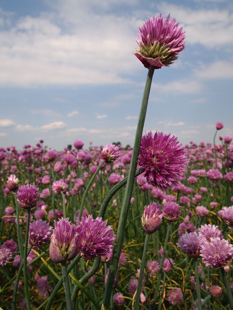 Schnittlauchblüte