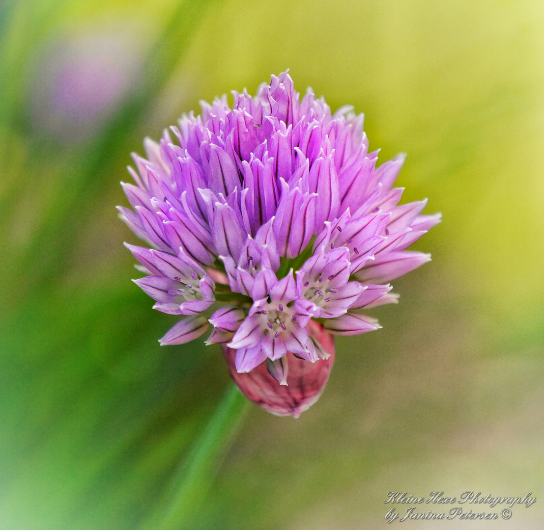 Schnittlauchblüte