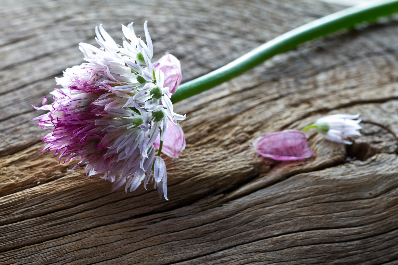 Schnittlauchblüte