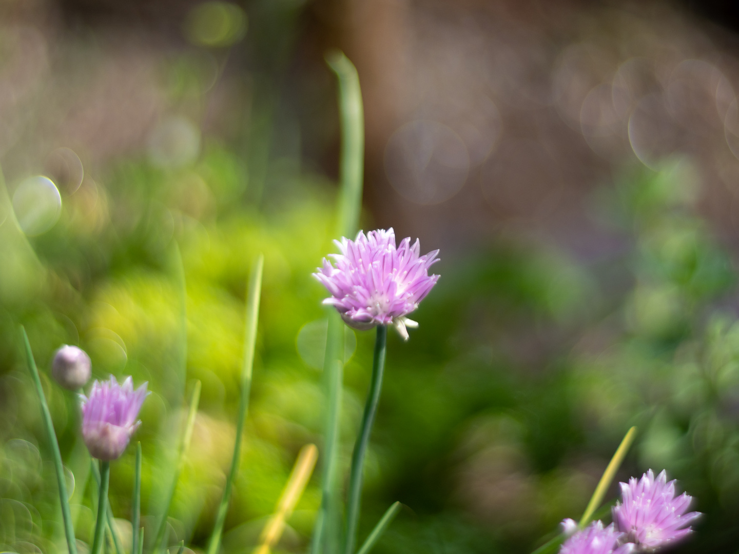 Schnittlauchblüte einmal anders