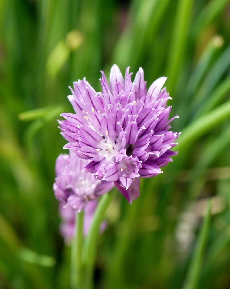 Schnittlauchblüte