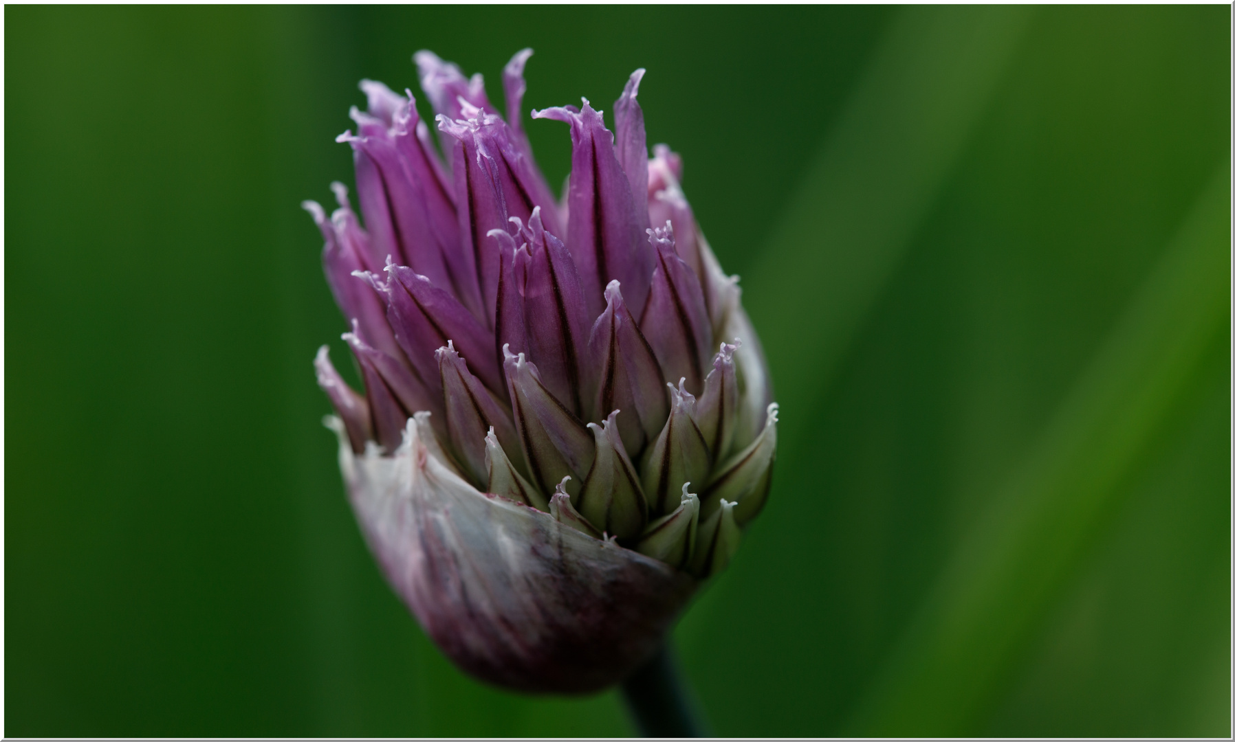 Schnittlauchblüte