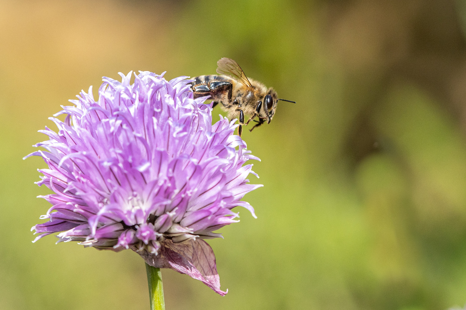 Schnittlauchblüte mit Biene