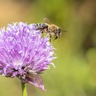 Schnittlauchblüte mit Biene