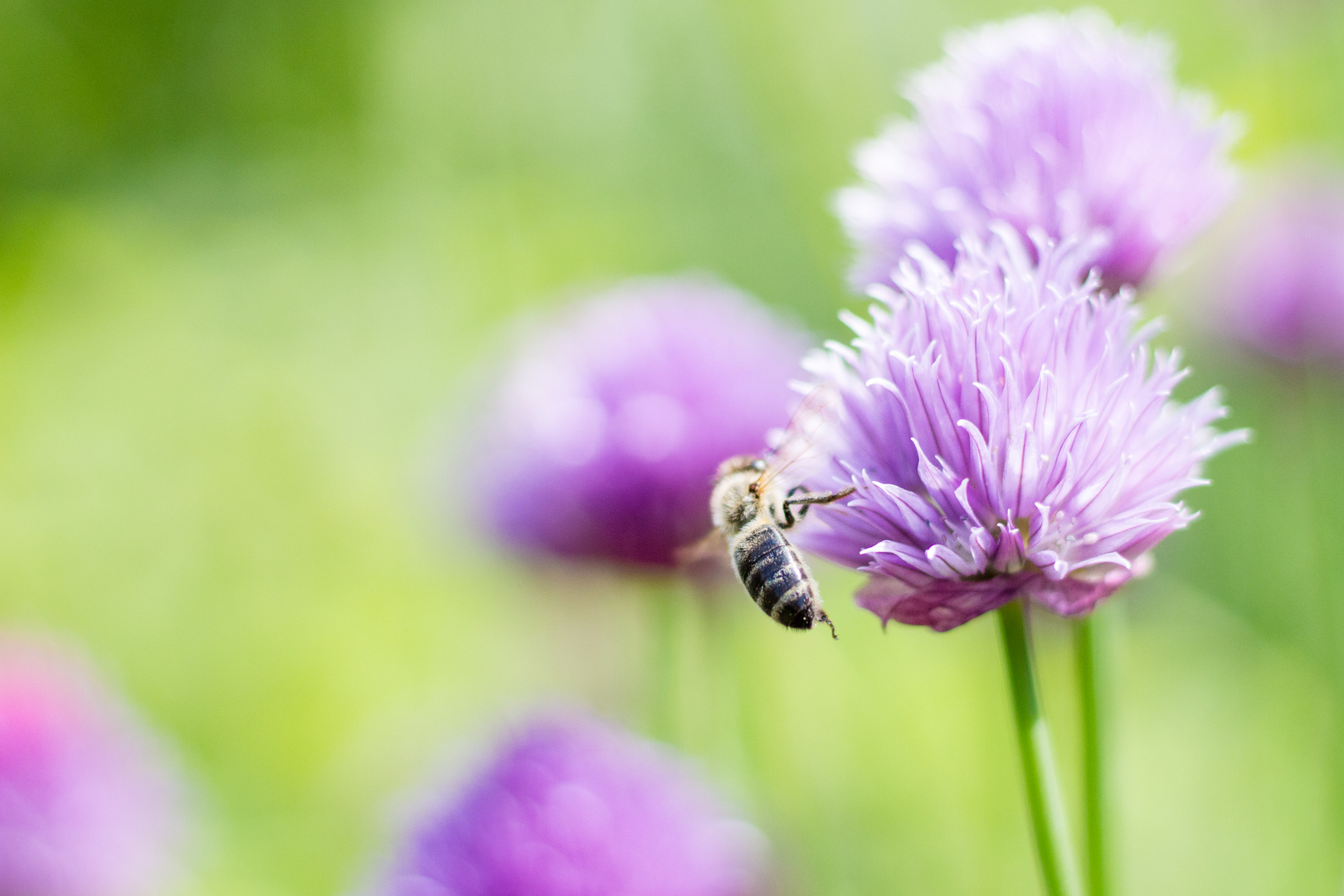 Schnittlauchblüte mit Biene