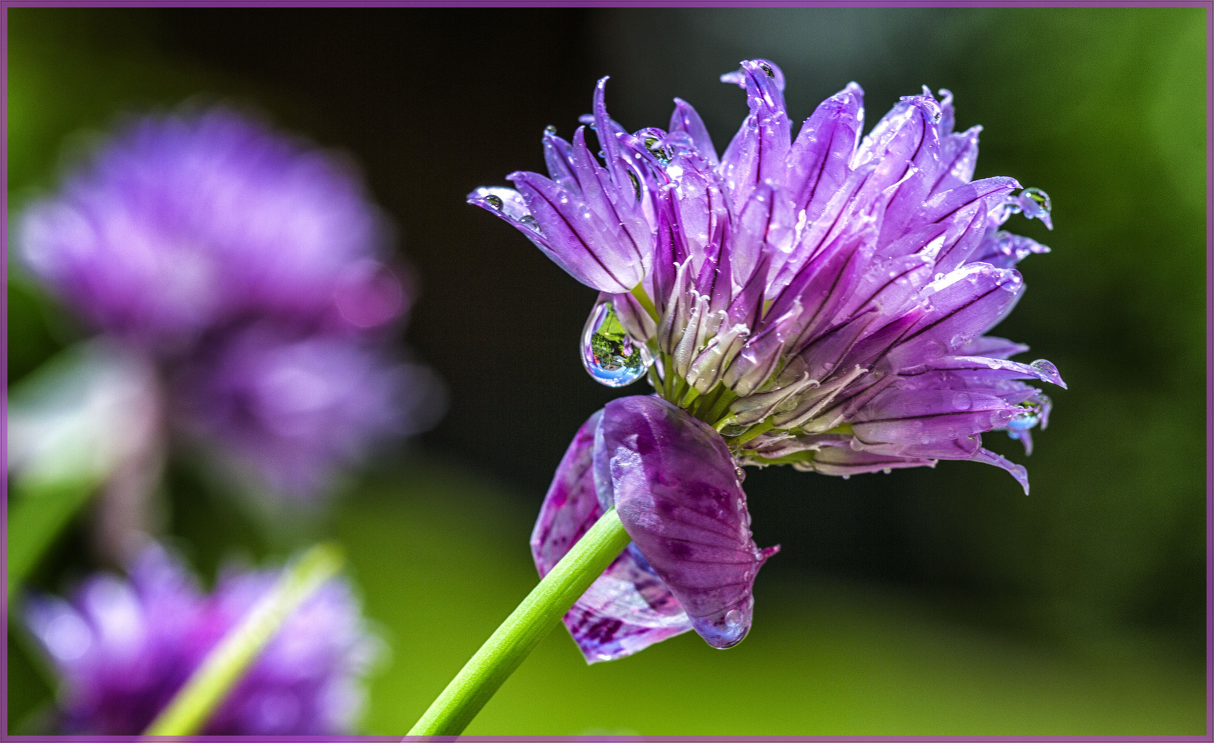 Schnittlauchblüte vom nächtlichen Regen reingewaschen