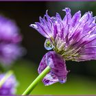 Schnittlauchblüte vom nächtlichen Regen reingewaschen