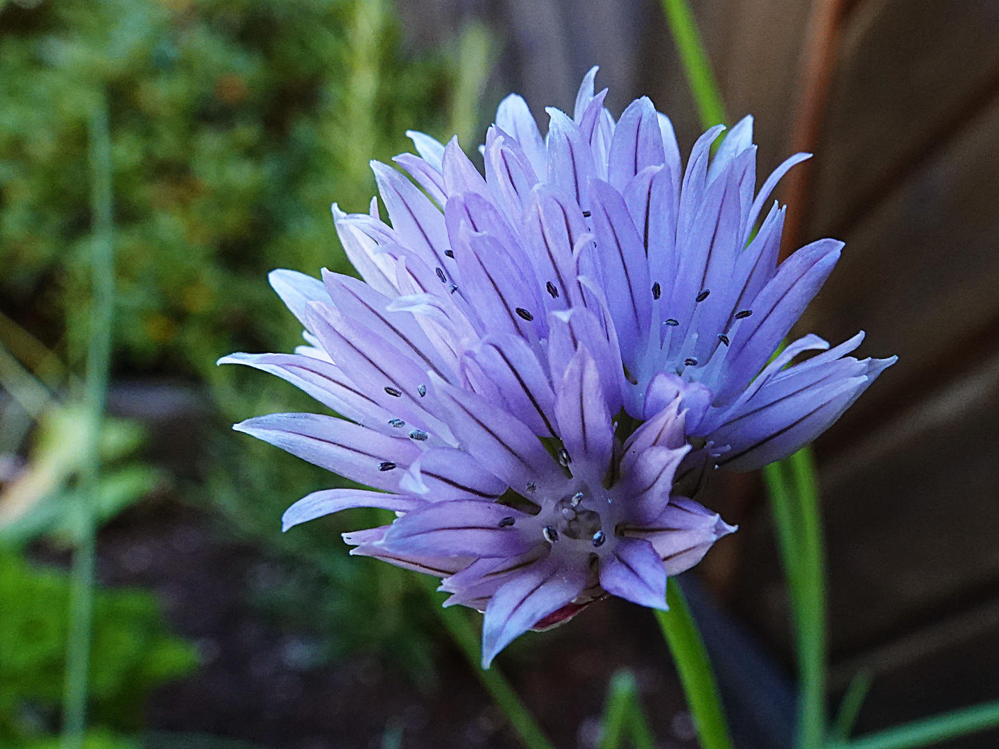 Schnittlauchblüte zum blauen Montag