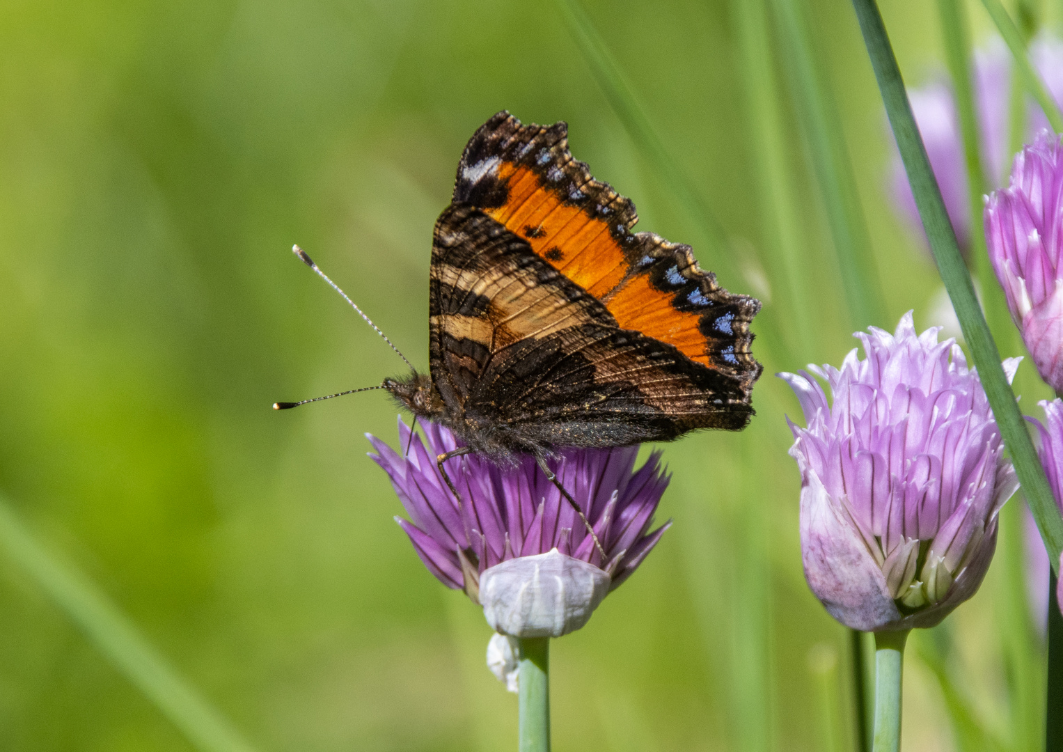 Schnittlauchblüten..