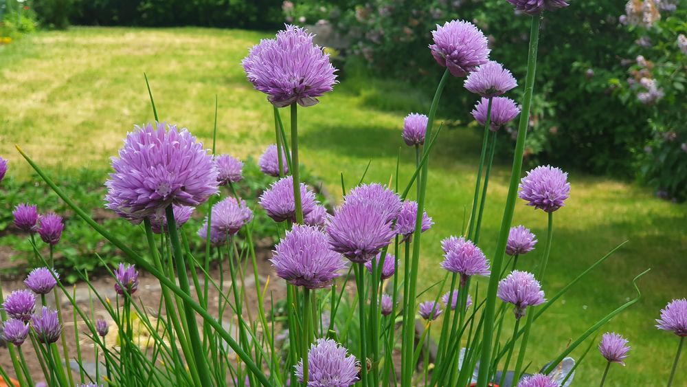 Schnittlauchblüten