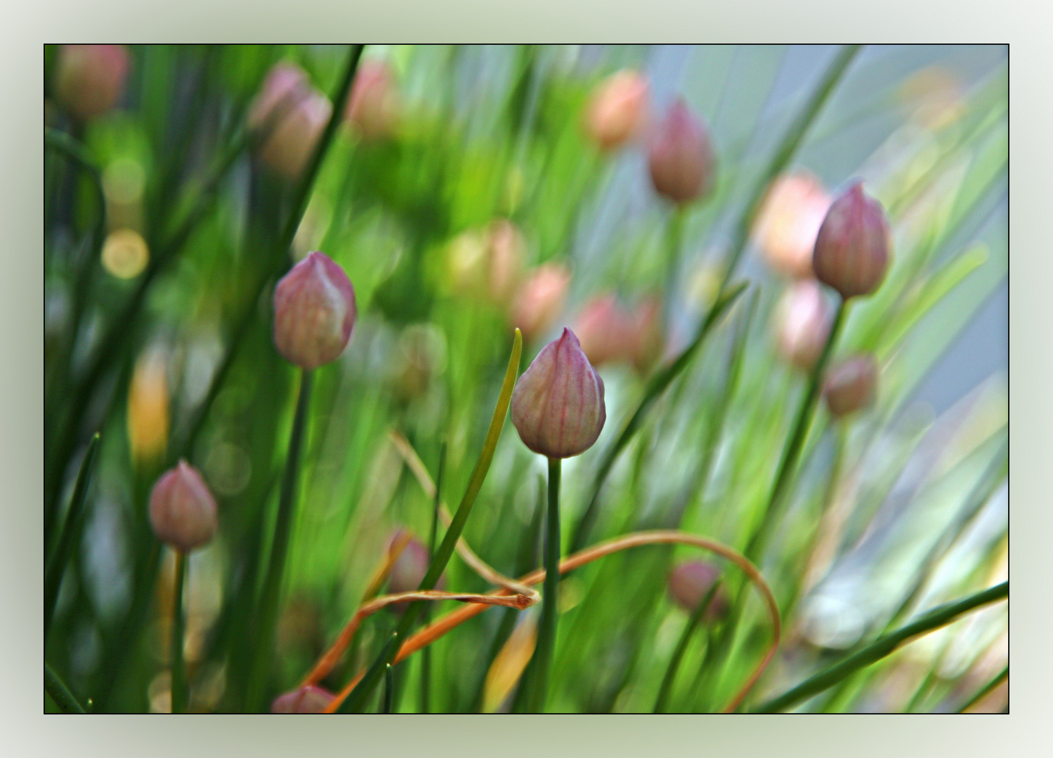 Schnittlauchblüten