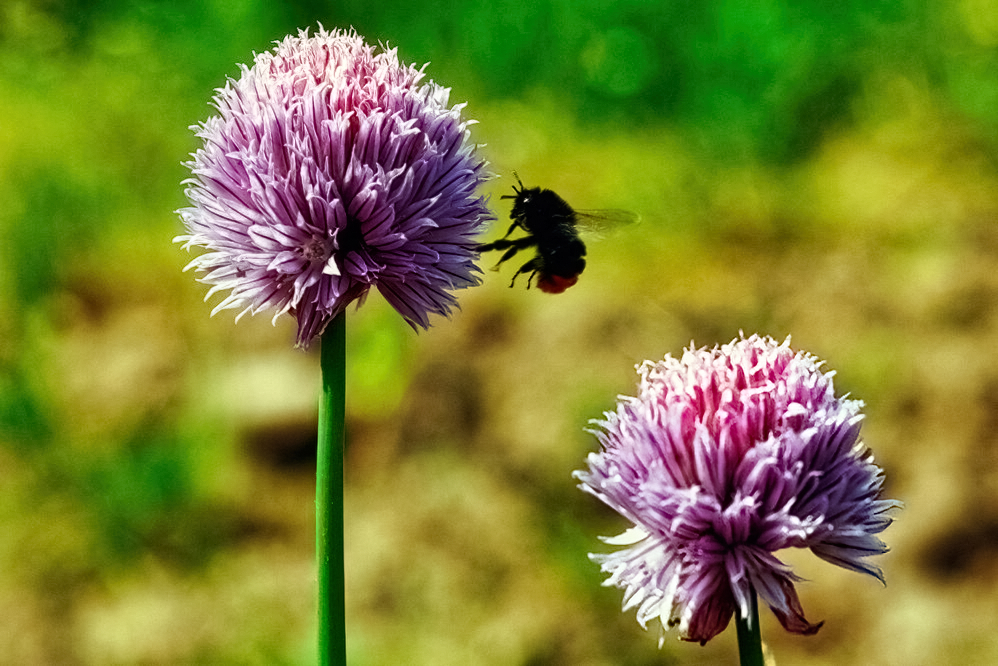 Schnittlauchblüten mit Hummel