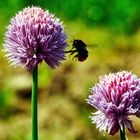 Schnittlauchblüten mit Hummel