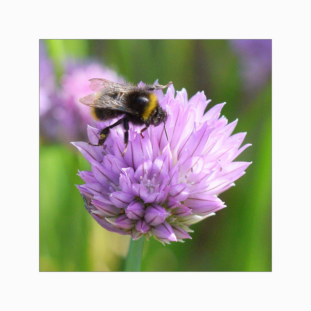 Schnittlauchblumenfreund