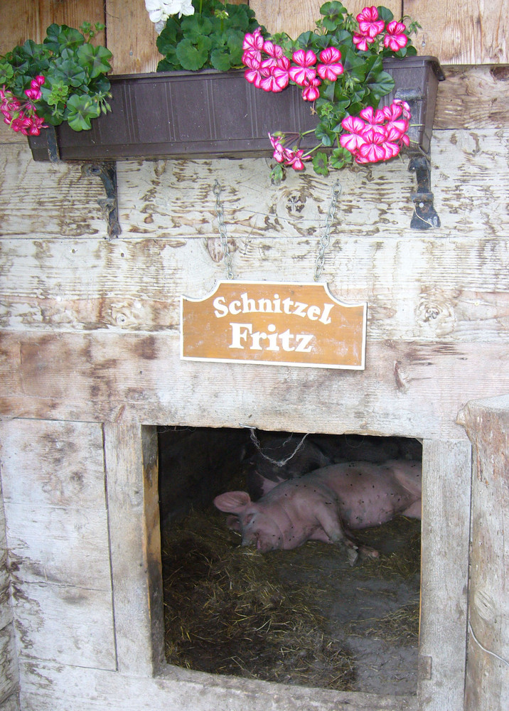 Schnitzel Fritz