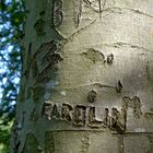 Schnitzwerk in der Natur solange der Baum lebt...