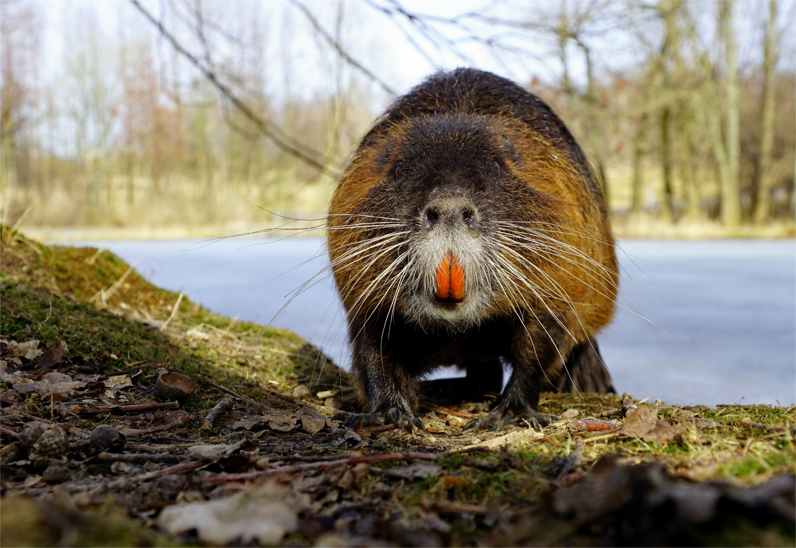 Schnoddernase - Nutria -(Myocastor coypus), wildlife