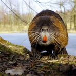 Schnoddernase - Nutria -(Myocastor coypus), wildlife