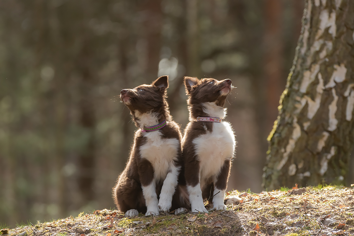 "Schnösel!!" "päh, selba!!"