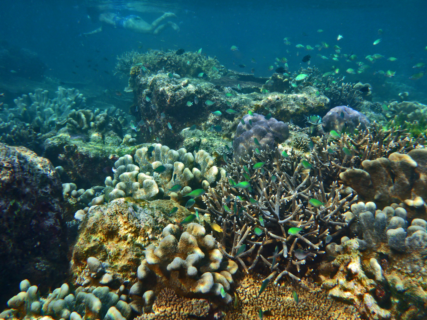 Schnorcheln am Riff Insel Seram