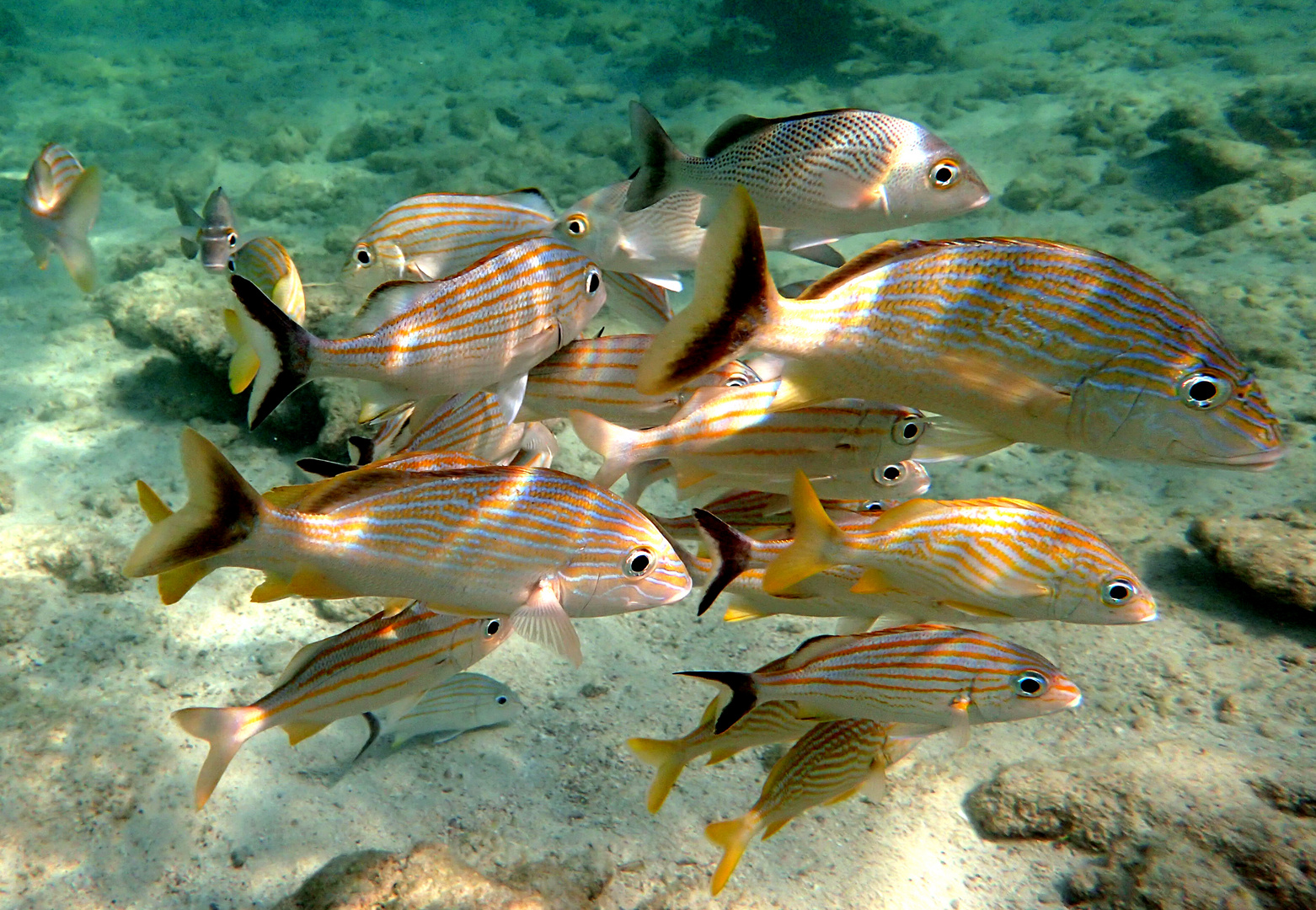 Schnorcheln in Mexiko - Cancun - Tulum