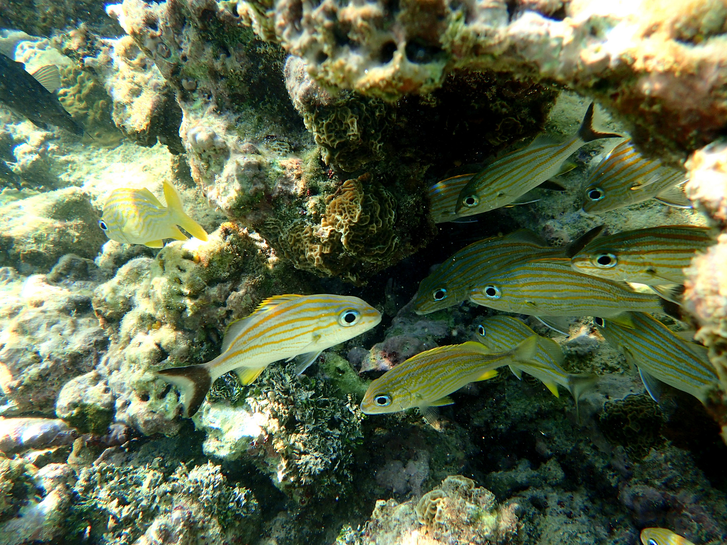 Schnorcheln in Mexiko - Cancun - Tulum