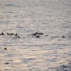 Schnorcheln mit Delfinen in Marsa Alam ( Ägypten Urlaub 2010)