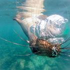 Schnorcheln mit jungen, neugierigen Galapagos-Seelöwen