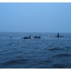 Schnorcheln mit Orcas